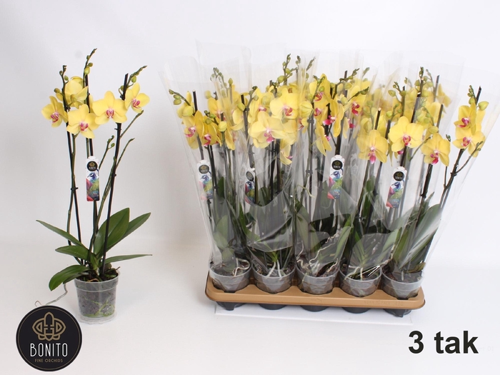 <h4>PHAL OV GEEL</h4>