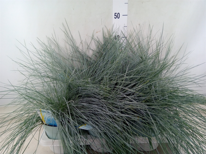 <h4>Festuca glauca 'Intens Blue'</h4>