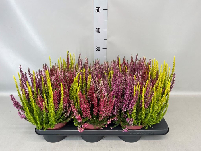 <h4>Calluna vulg. 'Beauty L Quattro'</h4>