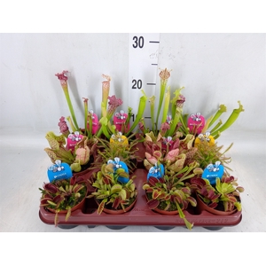 Vleesetende planten