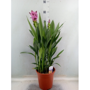 Curcuma alism. 'Siam Splash'