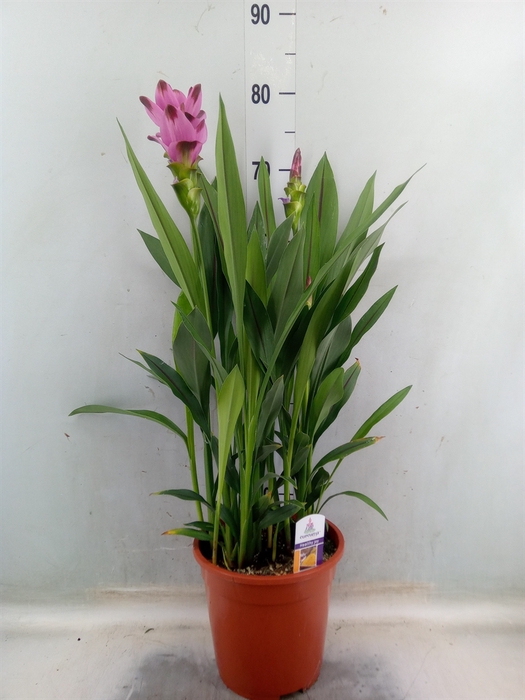 <h4>Curcuma alism. 'Siam Splash'</h4>