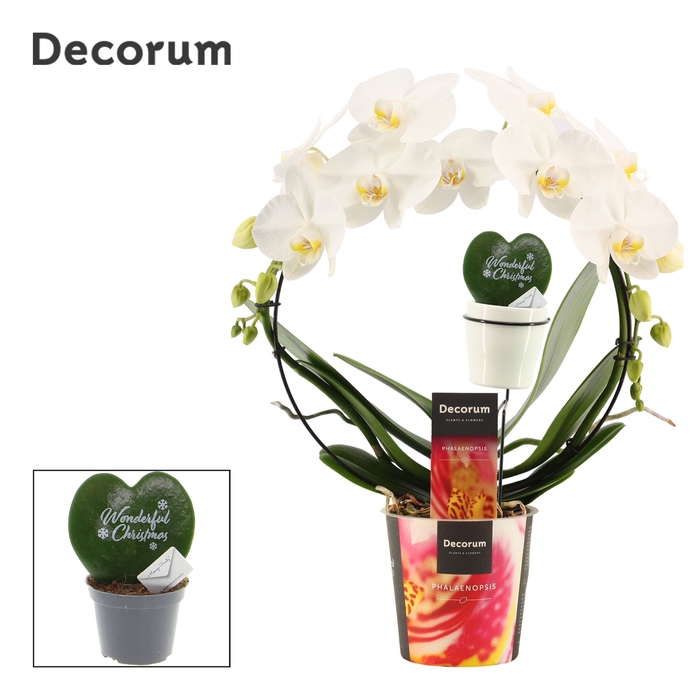 <h4>Phalaenopsis boog wit met Hoya Kerrii printz Wonderful Christmas</h4>