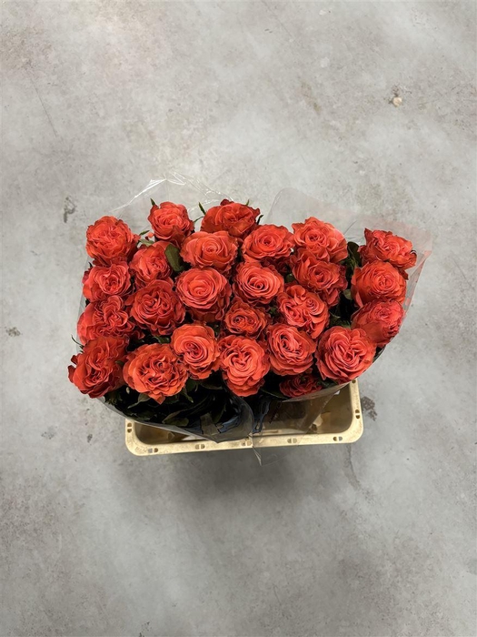 <h4>R GR Firebolt</h4>