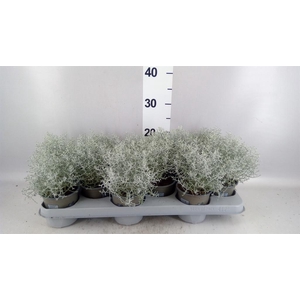 Leucophyta brownii