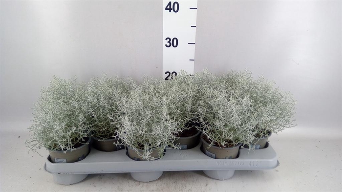 <h4>Leucophyta brownii</h4>