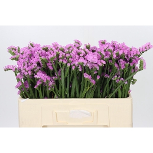 Limonium sinuatum Fantasia Wings