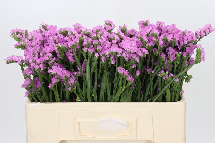 <h4>Limonium sinuatum Fantasia Wings</h4>