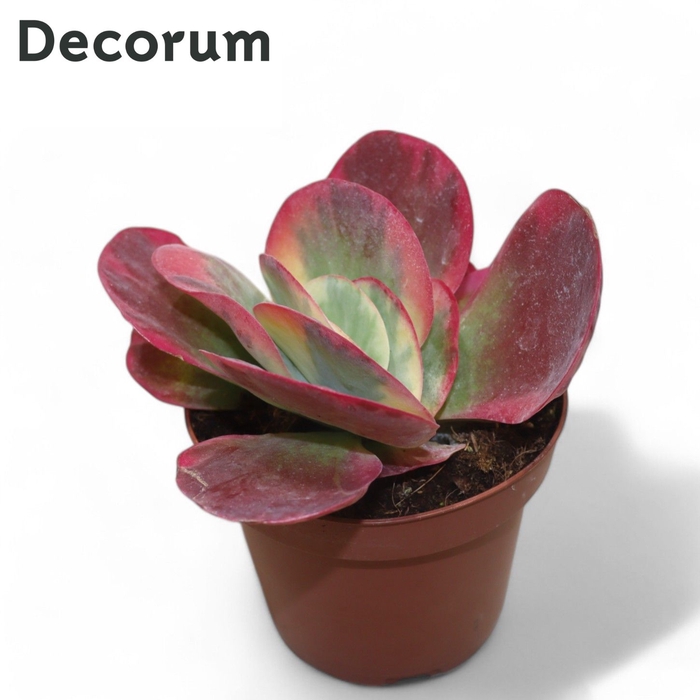 <h4>Kalanchoe Thyrsiflora Variegata (red) Decorum+Steker</h4>