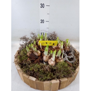 Arr.  Narcissus Tete Tete H%