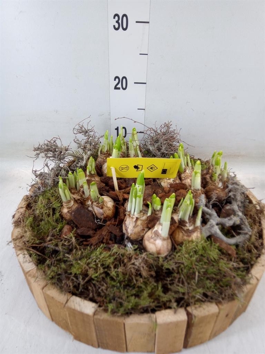 <h4>Arr.  Narcissus Tete Tete H%</h4>