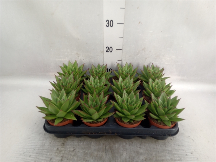 <h4>Echeveria agavoides 'Ebony'</h4>