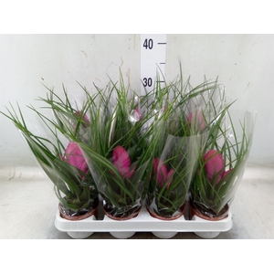 Tillandsia  ...mix