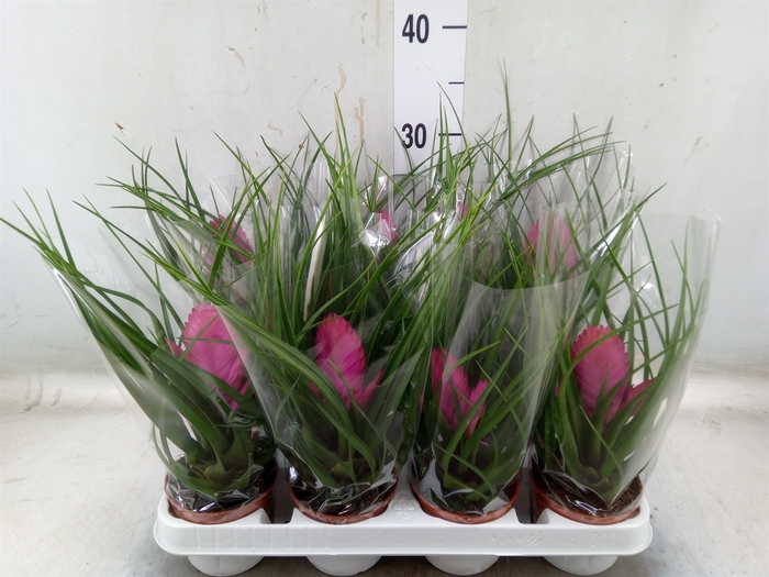 <h4>Tillandsia  ...mix</h4>