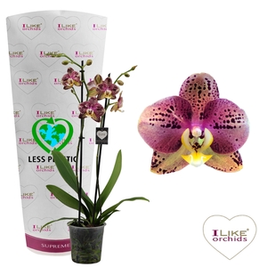 Phalaenopsis Flash - 2tak 60cm (Less Plastic)