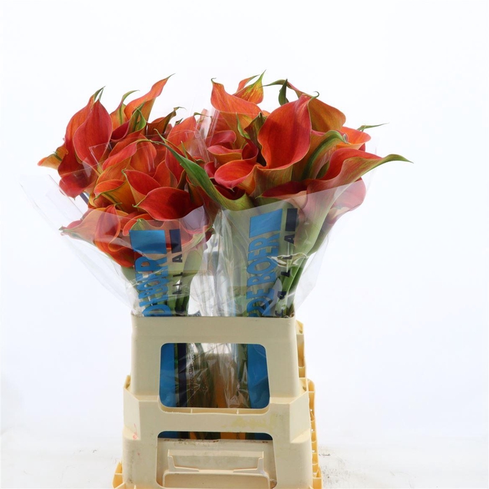 <h4>Calla Sunset Passion | Dubbelbloemig</h4>