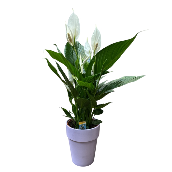 <h4>Spath Verdi cpot</h4>