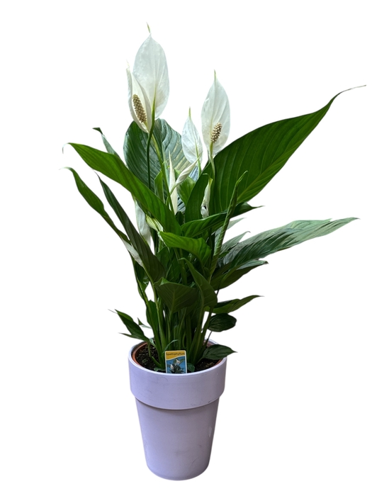 Spath Verdi cpot