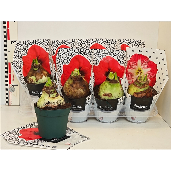 <h4>Amaryllis Amorita Mix (2 stelen) in sierhoes 4srt</h4>