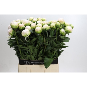 Paeonia Moon over Barrington