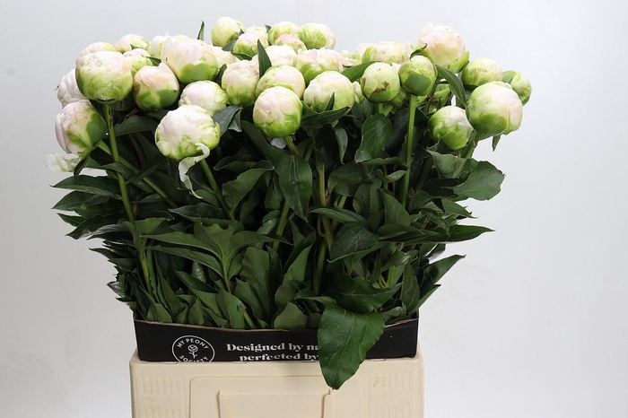 <h4>Paeonia Moon over Barrington</h4>