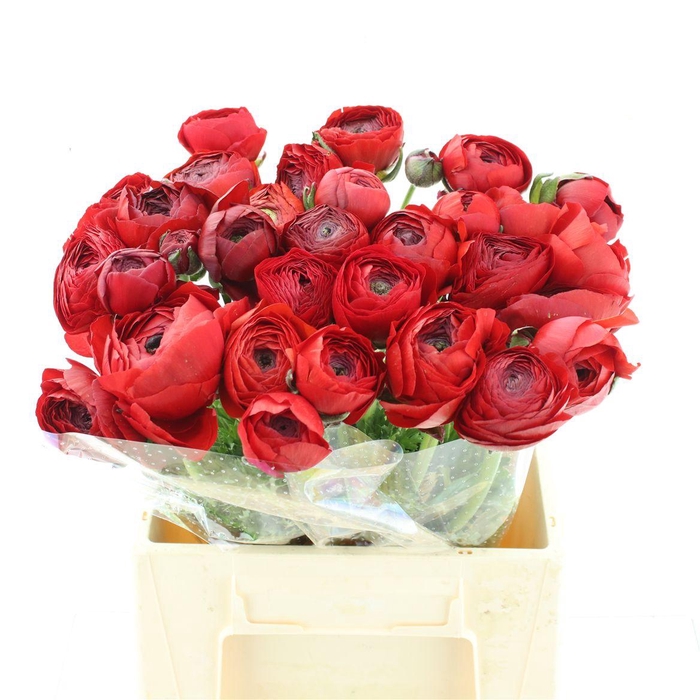 Ran Su Sr Tango Super