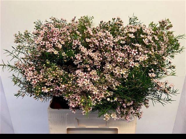 <h4>CHAME UN DORI</h4>