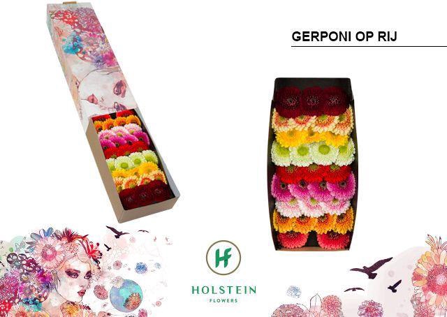<h4>Germini Pomponi Mix Pomponi Doos</h4>