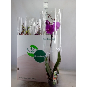 Phalaenopsis   ...mix