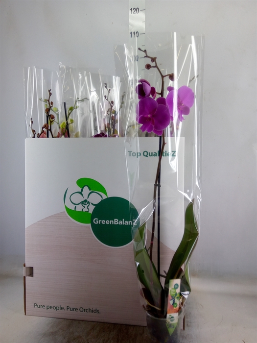 <h4>Phalaenopsis   ...mix</h4>