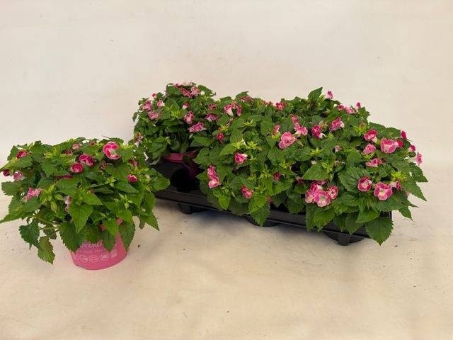 <h4>TORENIA KAUAI ROSE</h4>