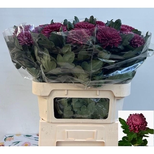 CHR G BIGOUDI PURPLE