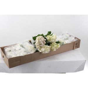 Hydr Peppermint  Sel Box