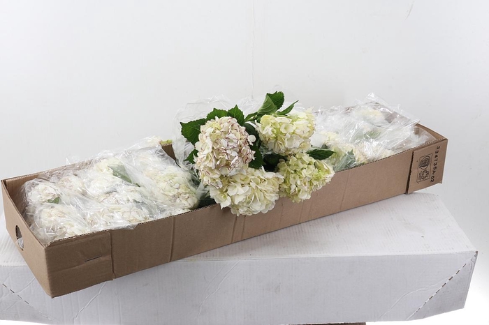 <h4>Hydr Peppermint  Sel Box</h4>