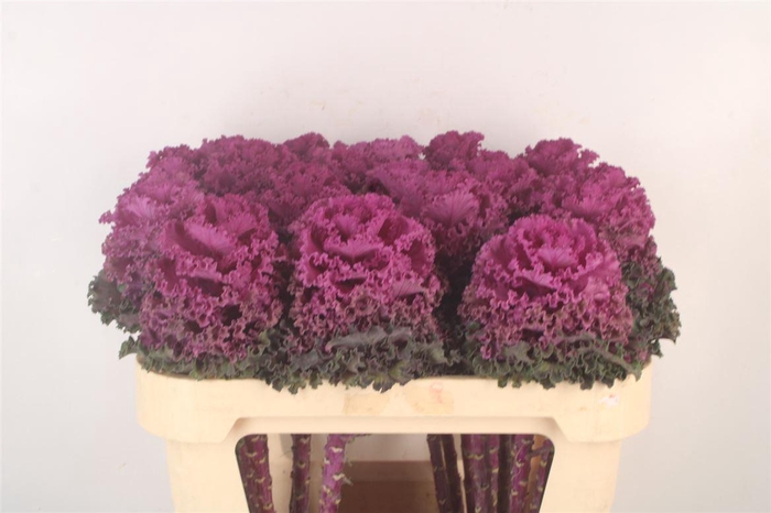 <h4>Brass Crane Ru Red</h4>