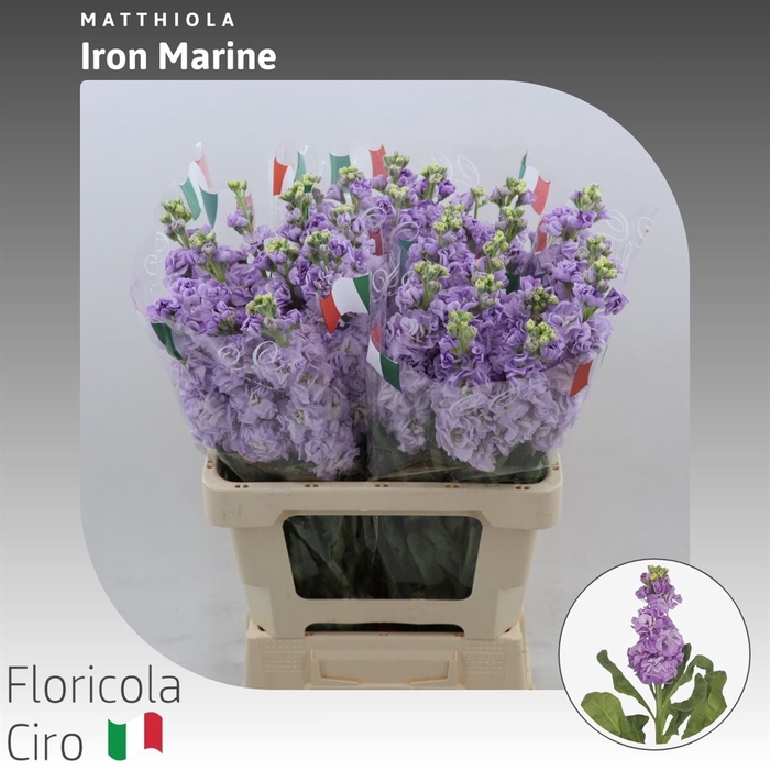 <h4>Matthiola Iron Marine</h4>
