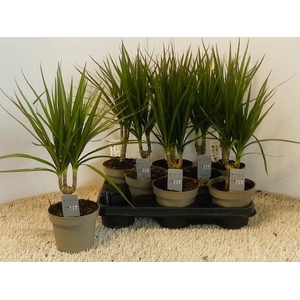 DRA MARG MARGINATA