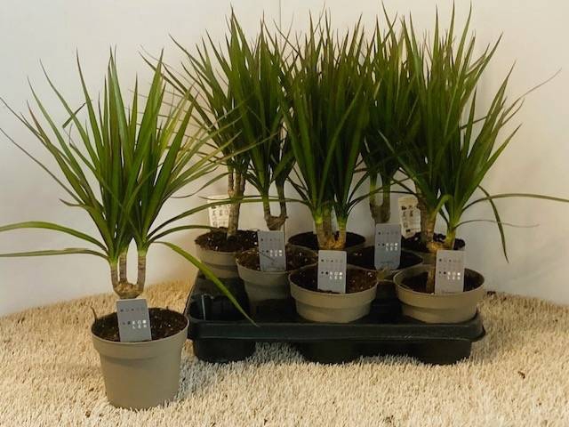 <h4>DRA MARG MARGINATA</h4>