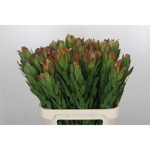 Leucadendron Goldstrike