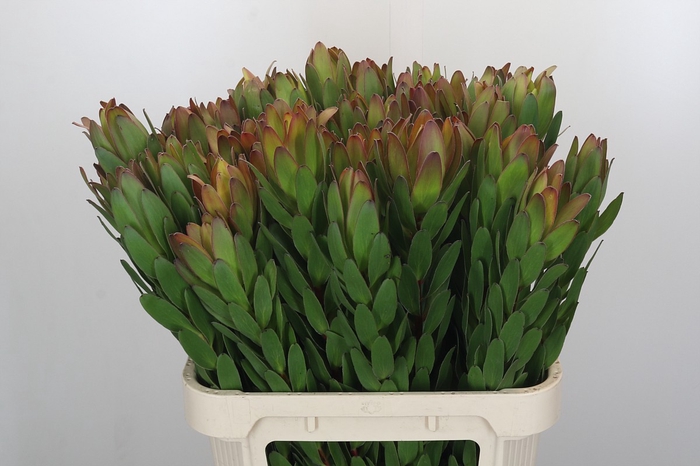 <h4>Leucadendron Goldstrike</h4>