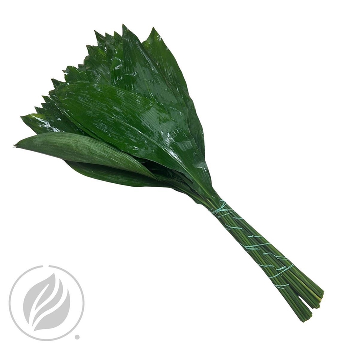 <h4>Aspidistra 70cm</h4>