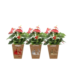 Anthurium Esudo in Joly Christmas bag