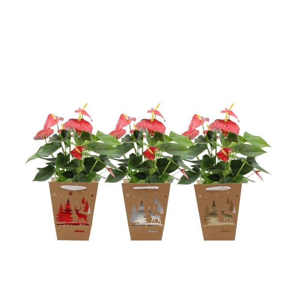 <h4>Anthurium Esudo in Joly Christmas bag</h4>