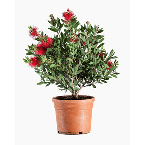 Callistemon citrinus