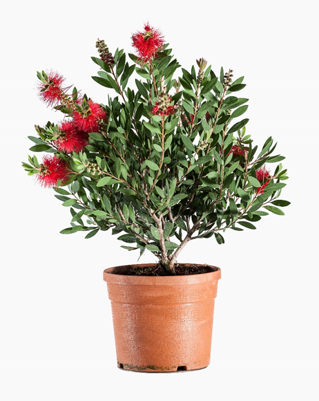 <h4>Callistemon citrinus</h4>