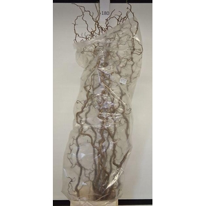 CORYL AV CONTORTA 2 JARIG 180CM