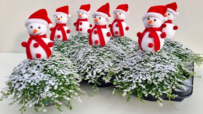 <h4>SOLEI SOL GROEN</h4>