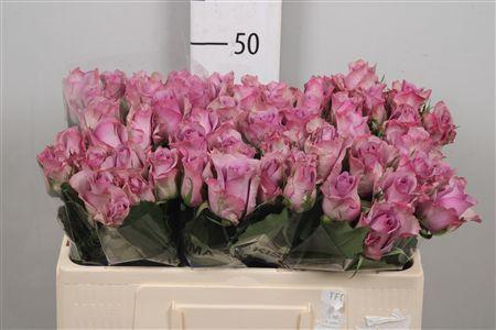 <h4>R Gr Nightingale!</h4>