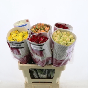Rosa tr Mix assorti