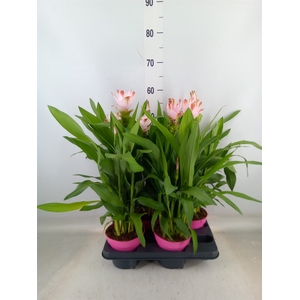 Curcuma alism. 'Siam Salsa'